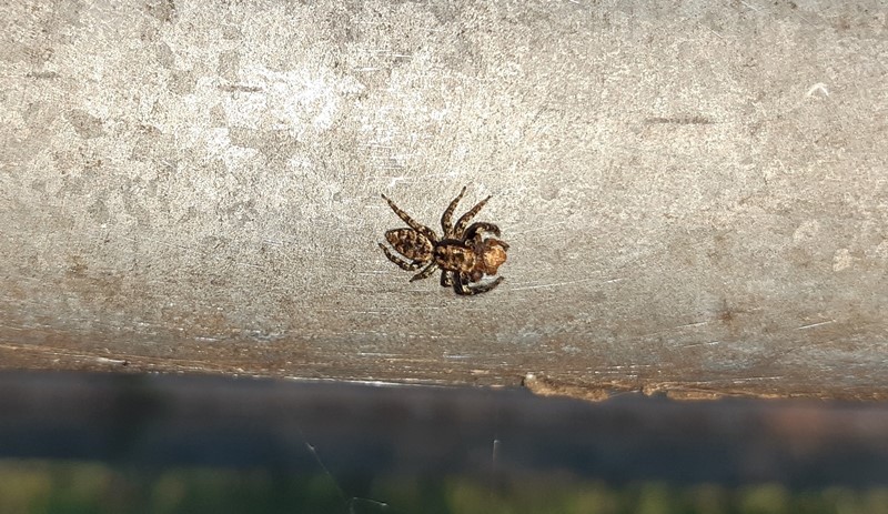 Marpissa muscosa preda ragno -  Vizzola Ticino (VA)